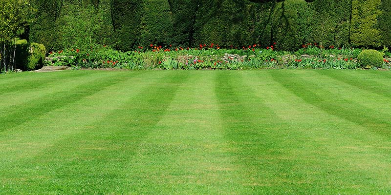 How to get the best looking lawn Bimson Power